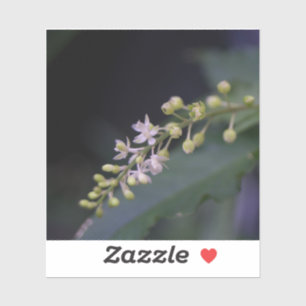 Sticker Rivina humilis