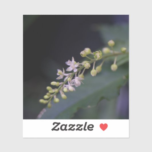 Sticker Rivina humilis (Feuille)