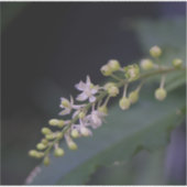 Sticker Rivina humilis (Devant)
