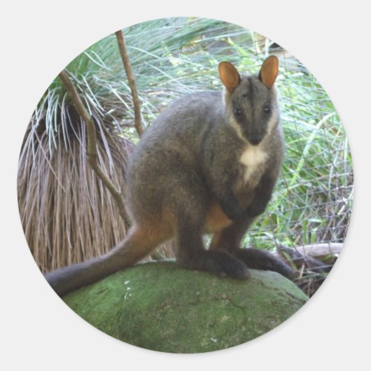 Sticker Rock Wallaby (Devant)