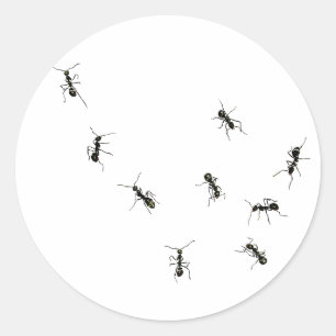 Sticker Rond 10 fourmis