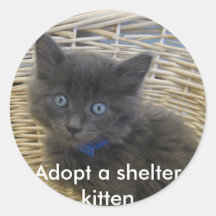 112907 petfinder 028, Adopter un chaton d'abri