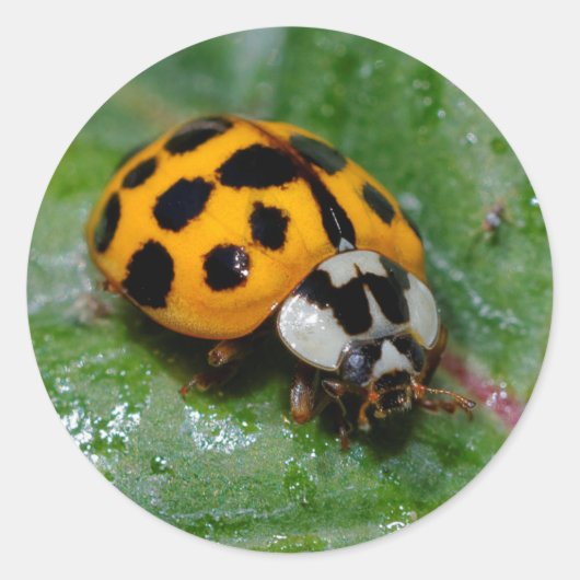 Sticker Rond 18 taches jaune et noir Ladybug (Devant)