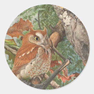 Sticker Rond 2 chouettes vintages en colère dans un arbre