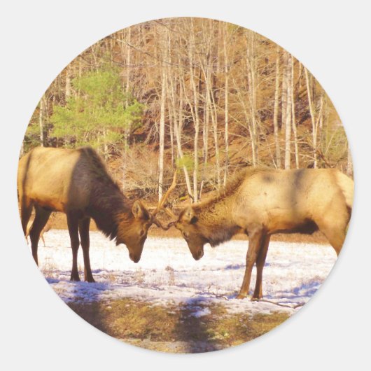 Sticker Rond 2~ deux Bull Elk dans la neige (Devant)