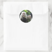 Sticker Rond 2 singes capucins à visage blanc (Sac)