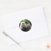 Sticker Rond 2 singes capucins à visage blanc (Enveloppe)