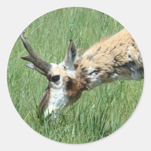 Sticker Rond A11 Pâturage d'antilope Pronghorn (Devant)