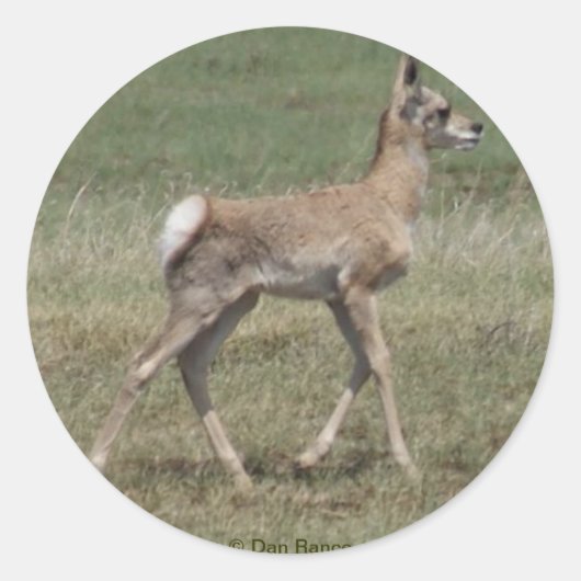 Sticker Rond A42 bébé antilope pronghorn (Devant)