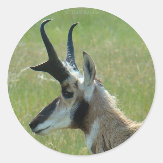 Sticker Rond A47 Pronghorn Antelope Big Buck Head Profile (Devant)