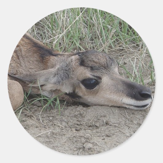 Sticker Rond A6 Bébé Antilope Pronghorn (Devant)