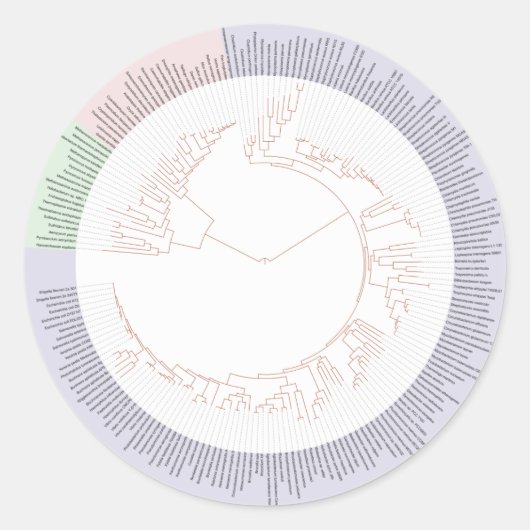 Sticker Rond A phylogenetic tree of life Chart (Devant)