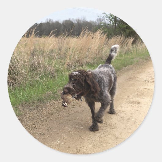 Sticker Rond À poils durs Pointing Griffon chasseur de caille (Devant)