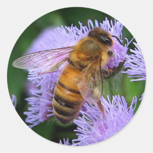 Sticker Rond Abeille de miel