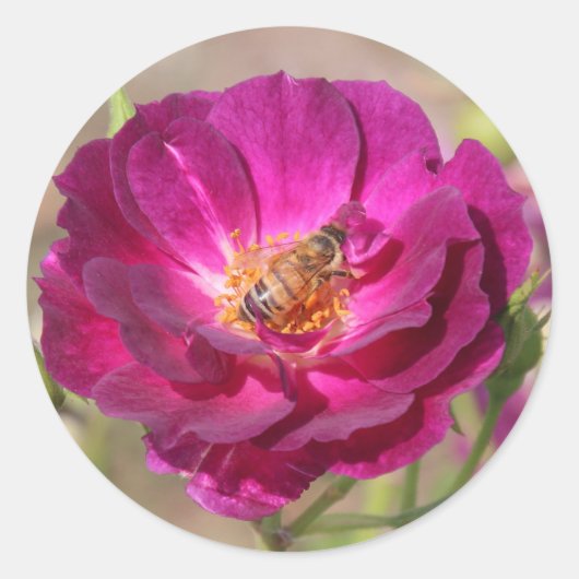 Sticker Rond Abeille de miel (Devant)
