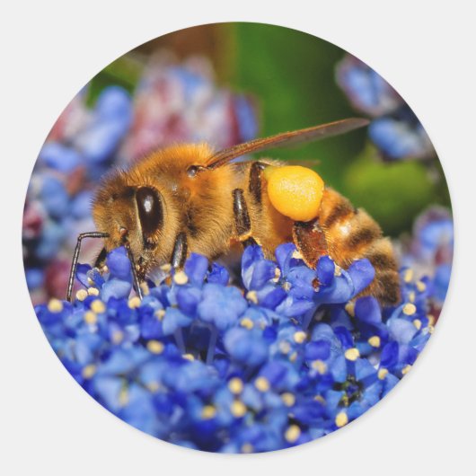 Sticker Rond Abeille de miel sur le Lilac de Californie (Devant)