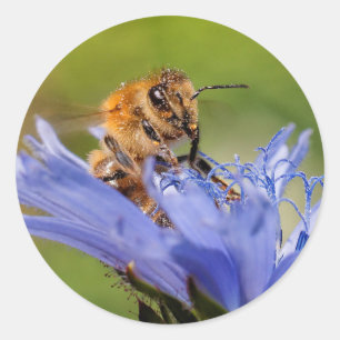 Sticker Rond Abeille de miel sur le radicchio florissant