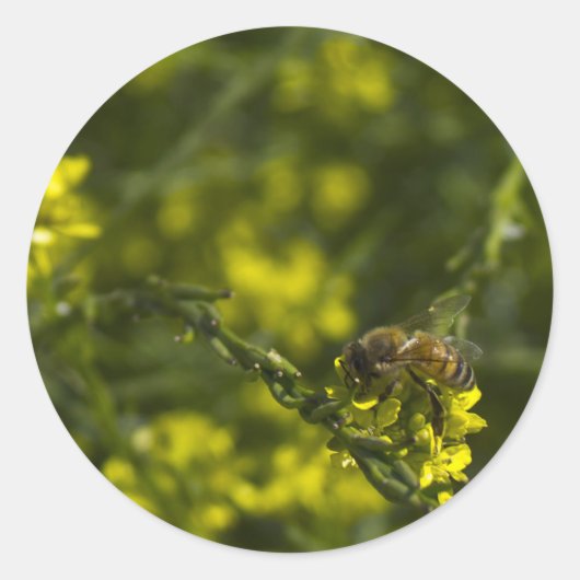 Sticker Rond Abeille occupée (Devant)
