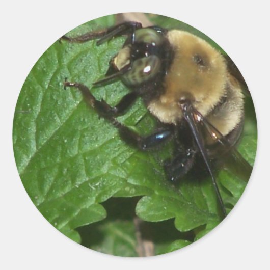 Sticker Rond Abeille sur baume de citron (Devant)