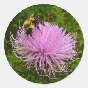 Sticker Rond Abeille sur Fleur de Chardon Nature