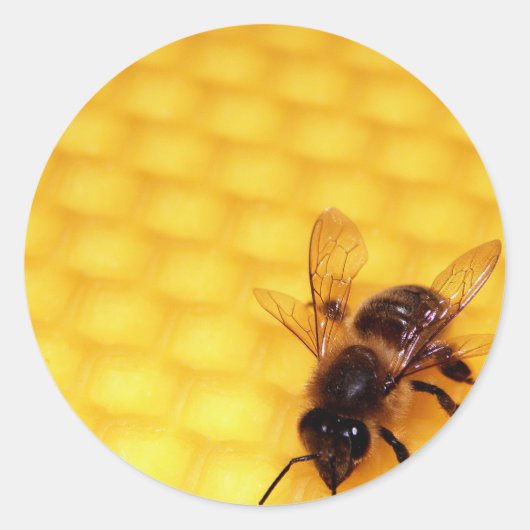 Sticker Rond Abeille sur une cire (Devant)