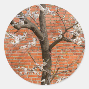 Sticker Rond Abricotier en fleurs mur de briques rouges Printem