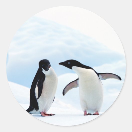 Sticker Rond Adelie Penguins (Devant)