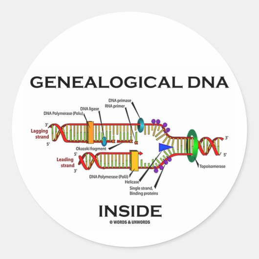 Sticker Rond ADN généalogique à l'intérieur (réplication de l'A (Devant)