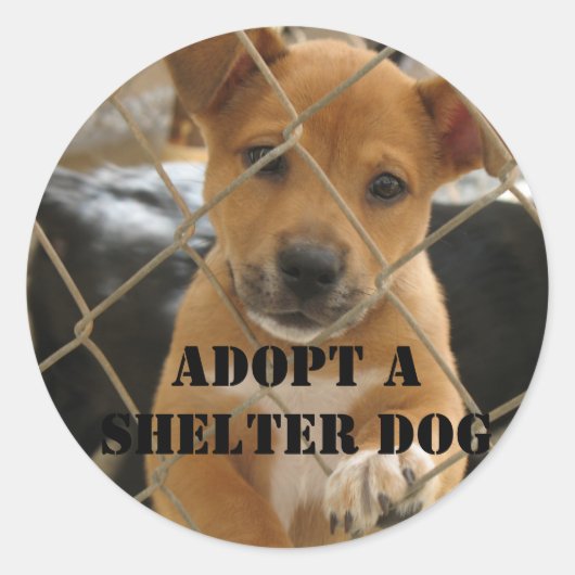 STICKER ROND ADOPTER UN CHIEN D'ABRI (Devant)