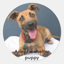 Adopter un chiot d'abri 023