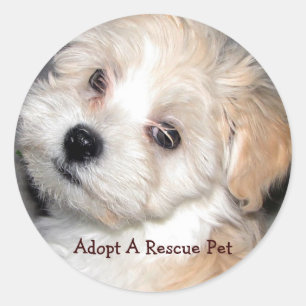 Sticker Rond Adoptez un animal familier de délivrance