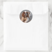 Sticker Rond Adorable Cavalier King Charles Spaniel (Sac)