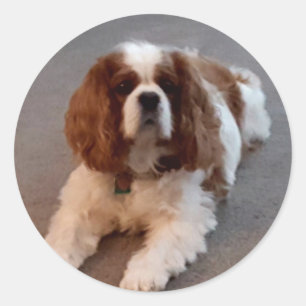Sticker Rond Adorable Cavalier King Charles Spaniel