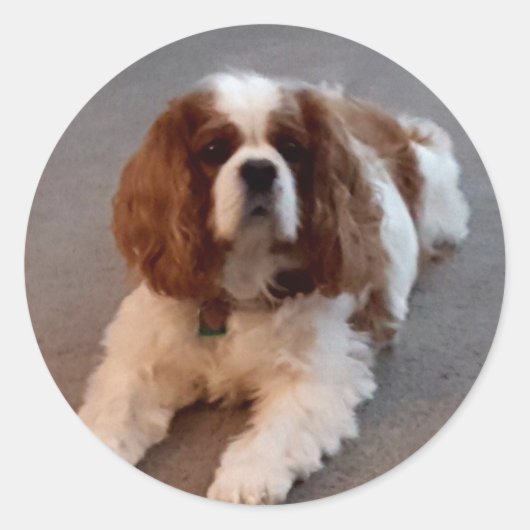 Sticker Rond Adorable Cavalier King Charles Spaniel (Devant)