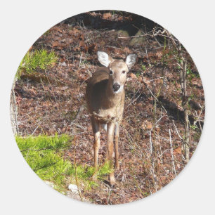 Sticker Rond Adorable Cerf dans les Bois Photographie de la nat