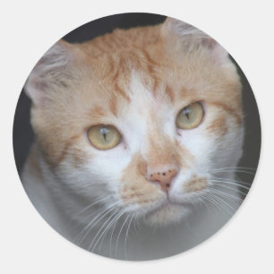 Sticker Rond Adorable chat orange et blanc avec yeux expressifs