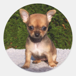 Sticker Rond Adorable Chihuahua Chien Chiot