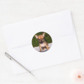 Sticker Rond Adorable Chihuahua Chien Chiot (Enveloppe)
