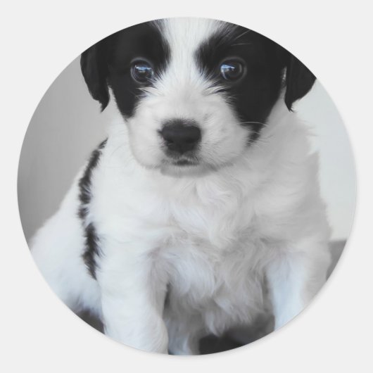 Sticker Rond adorable Chiot noir et blanc (Devant)