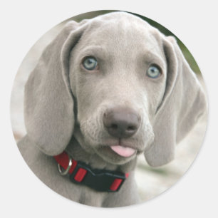 Sticker Rond adorable chiot weimaraner