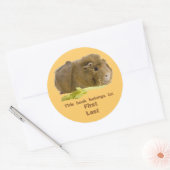 Sticker Rond Adorable Guinée Cochon Mange Céleri Photographie (Enveloppe)