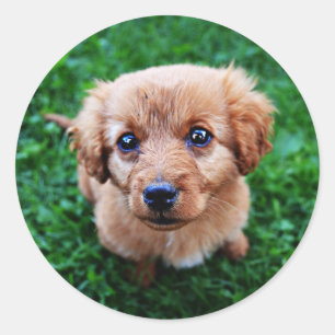 Sticker Rond Adorable photo classique de chiot