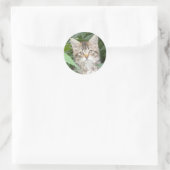 Sticker Rond Adorable Tabby Kitten (Sac)
