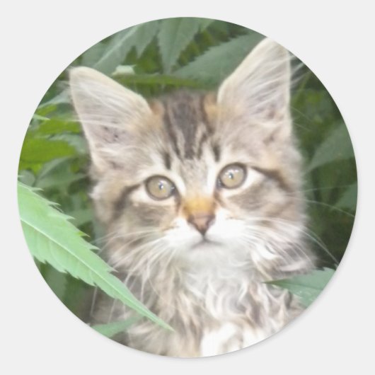 Sticker Rond Adorable Tabby Kitten (Devant)