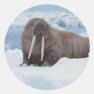 Sticker Rond Adorable Walrus