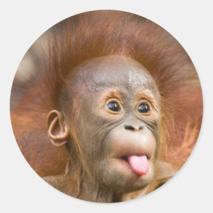 Sticker Rond Affaires de singe 2