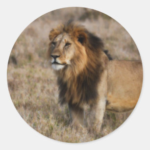 Sticker Rond African Lion