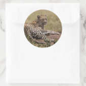 Sticker Rond Afrique, Tanzanie, Serengeti. Leopard (Sac)
