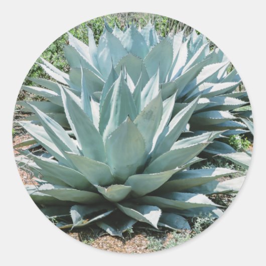 Sticker Rond Agave Succulent Plante Cactus Vert sauge (Devant)