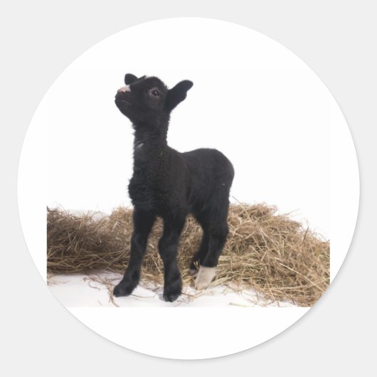 Sticker Rond agneau noir (Devant)